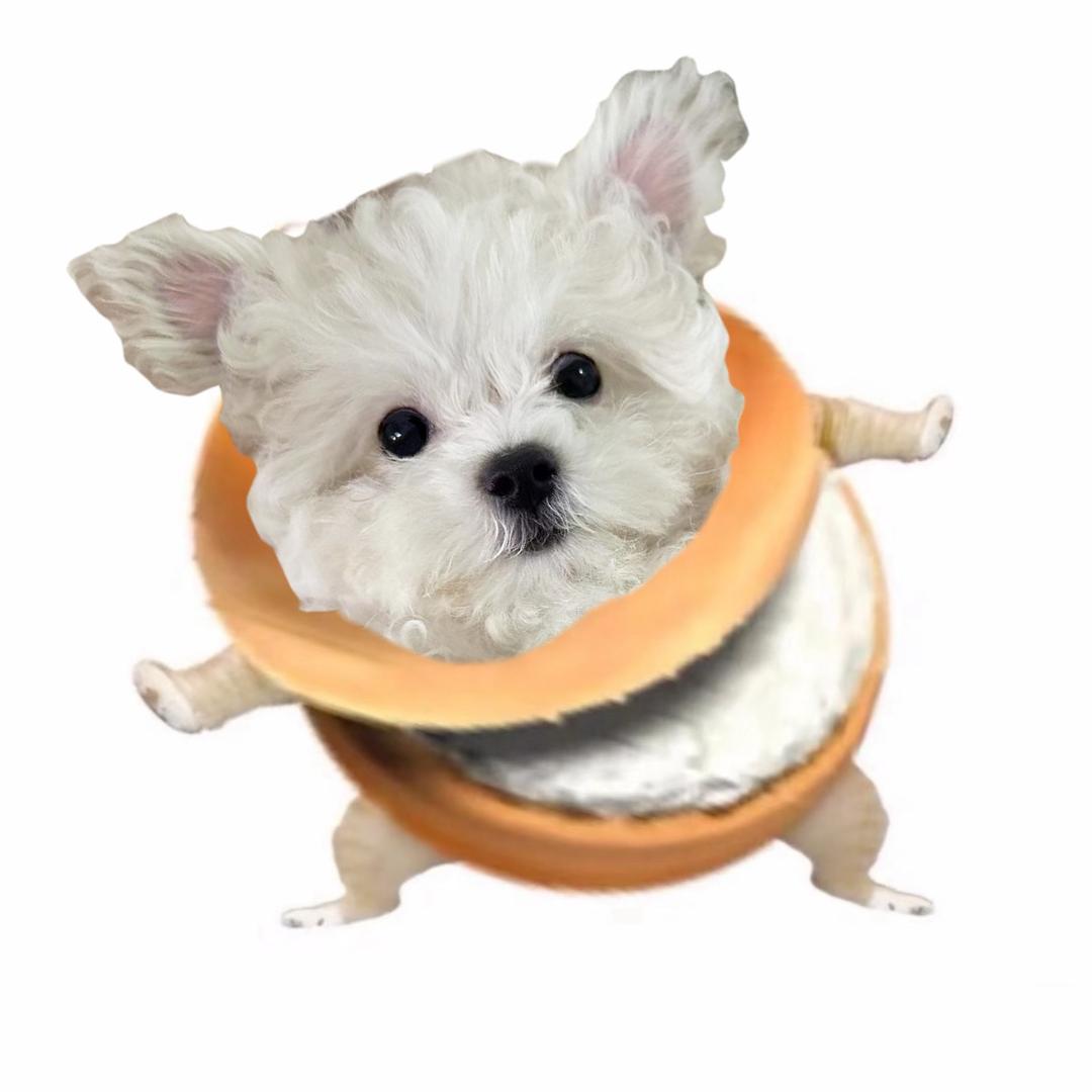 恶臭皮蛋蛋