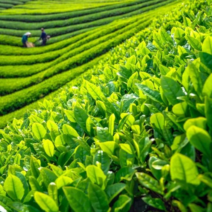骞然茶仓