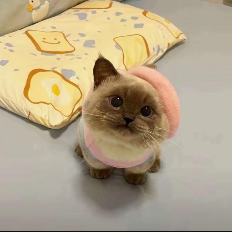 土豆🥔