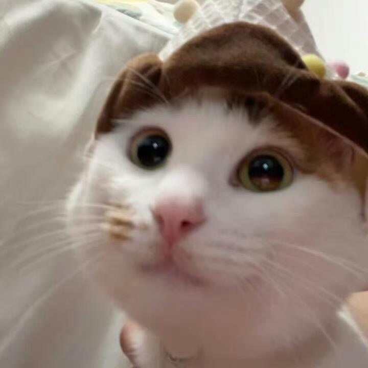 喵喵喵喵喵