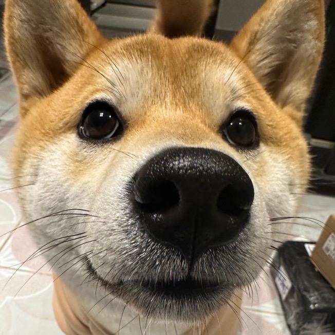 柴柴八喜