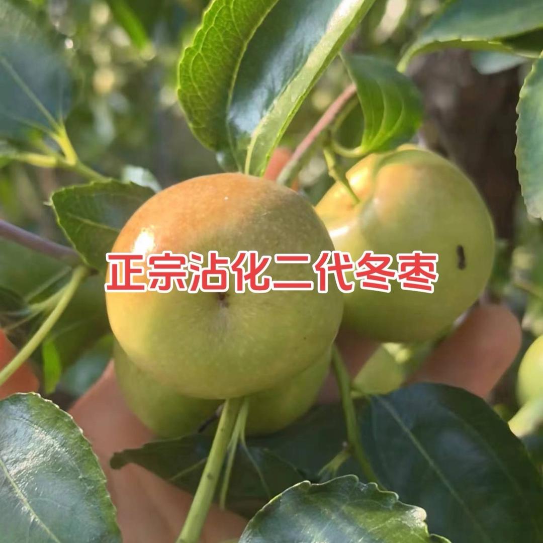 晓辉水果