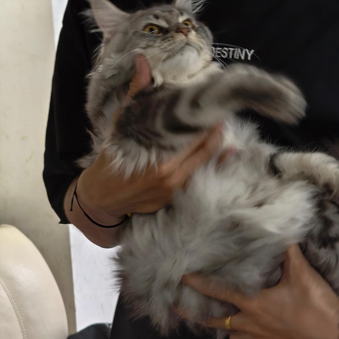张大潮