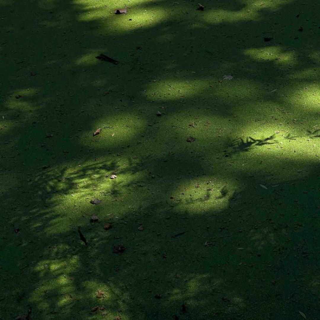 小鳄鱼🐊爬爬爬