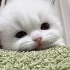 吉伊
