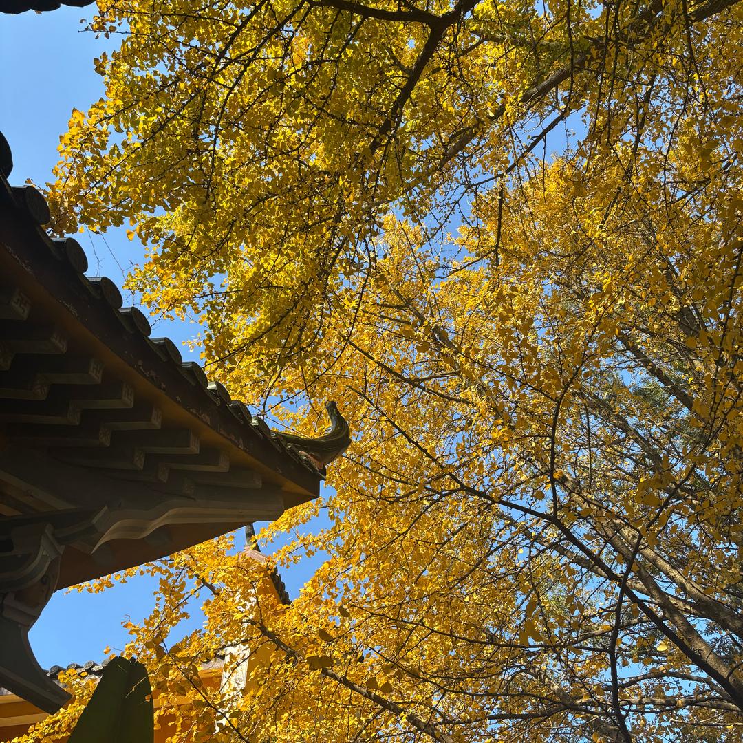 jintian13131313