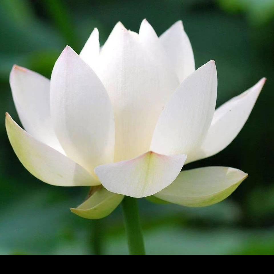 安心（拒绝连赞）