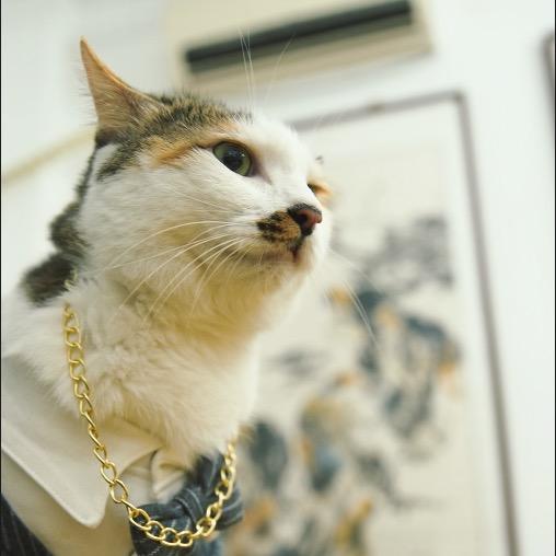 北漂遇见猫