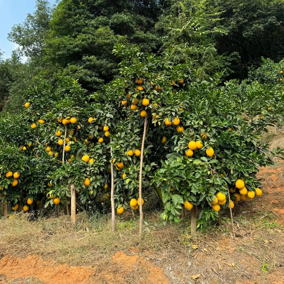 生鲜次日到家