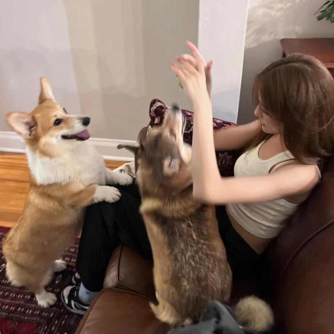 泪崩小狗