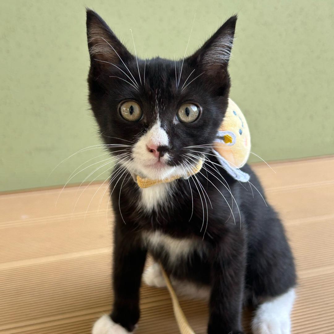 恭喜一家的日常