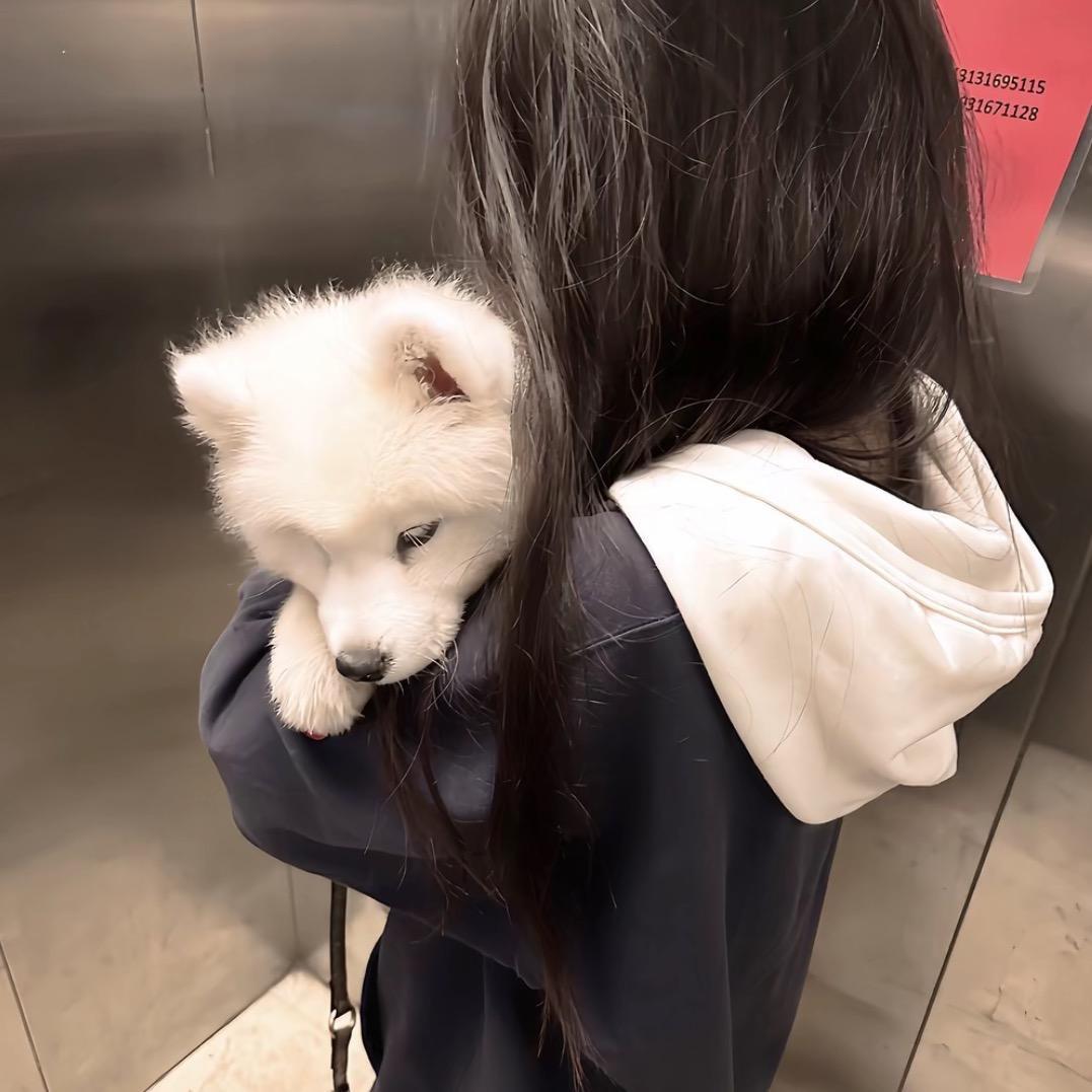落差小猫