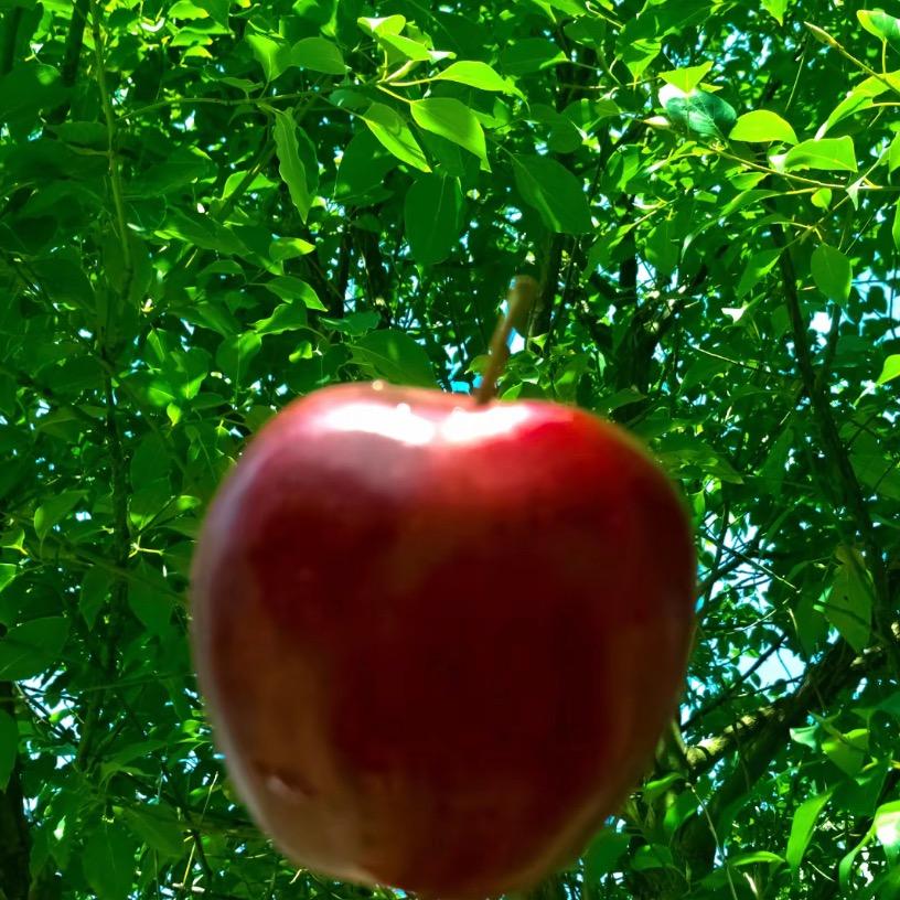 🍎