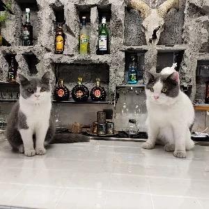猫与艺术-猫咖