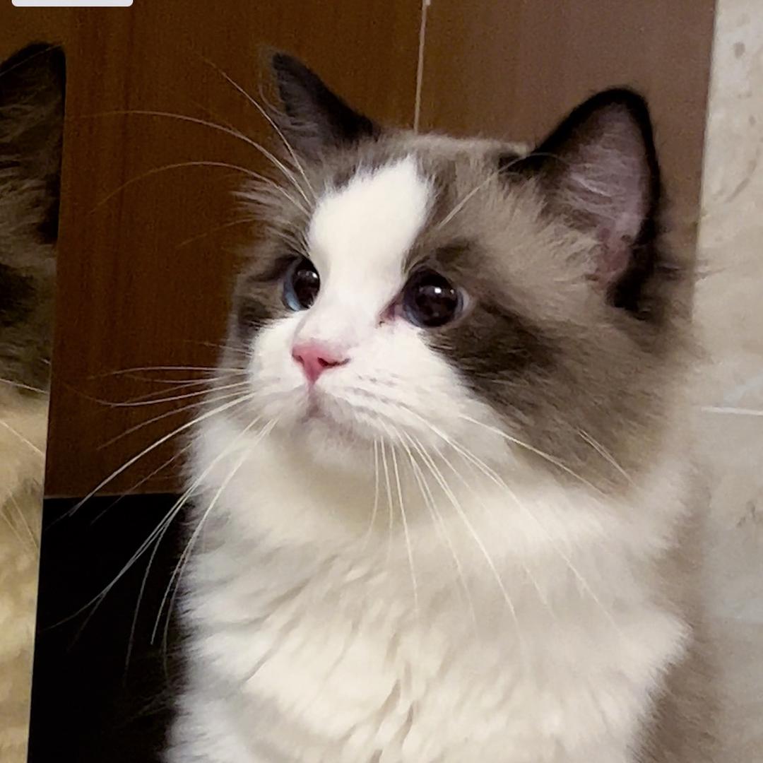 猫女侠