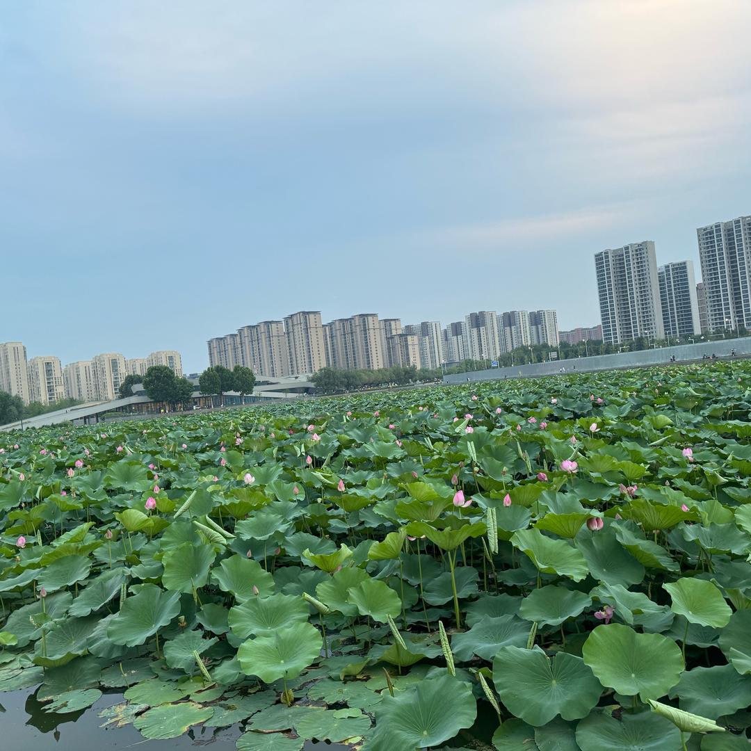 溪上青青草