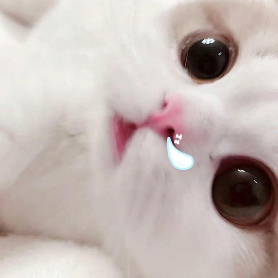 屁屁婷