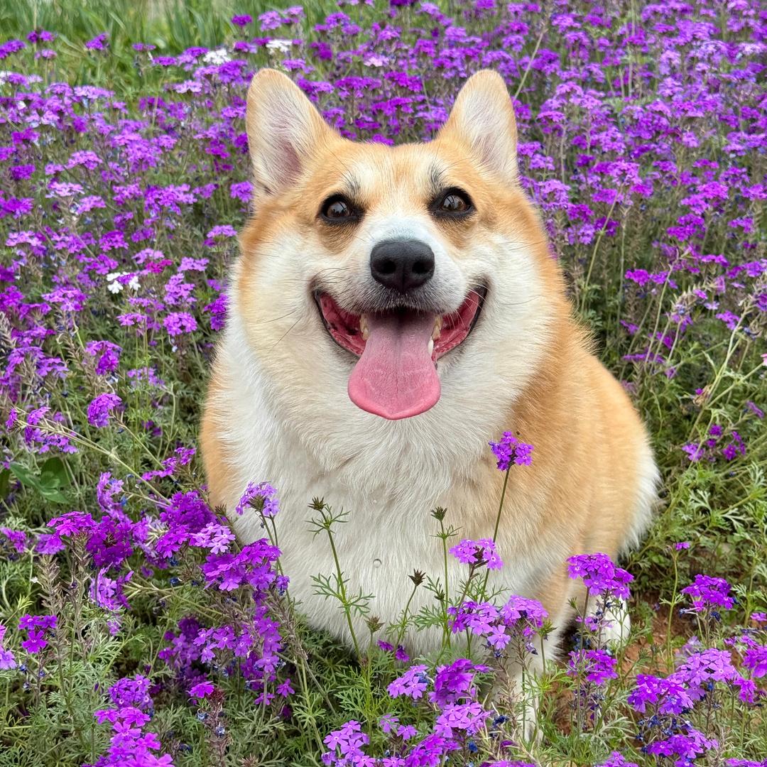 芋圆圆不圆