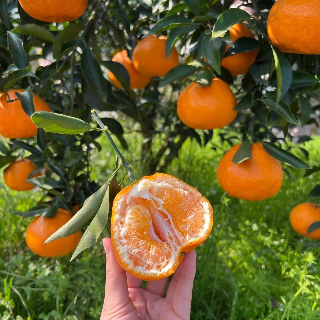 助农耙耙柑         ⑤