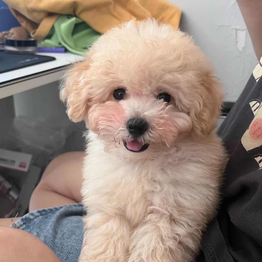 @阿哥