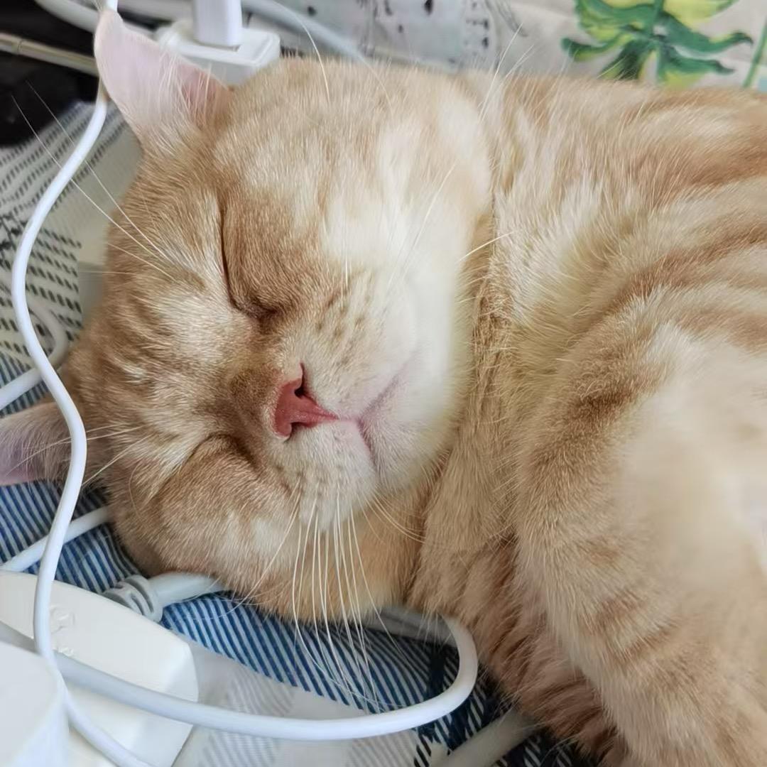合法正太