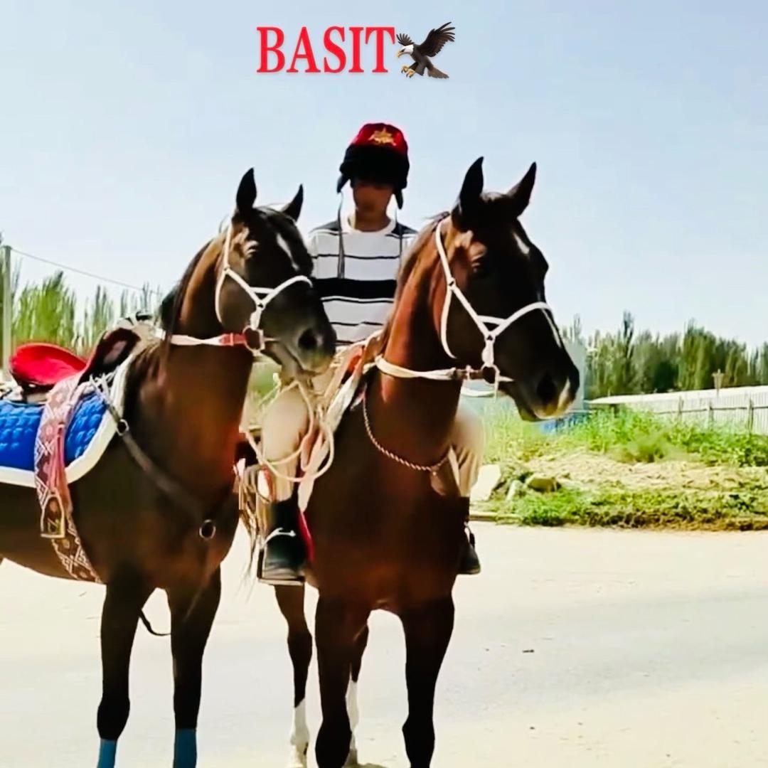 Basit 0017🐴