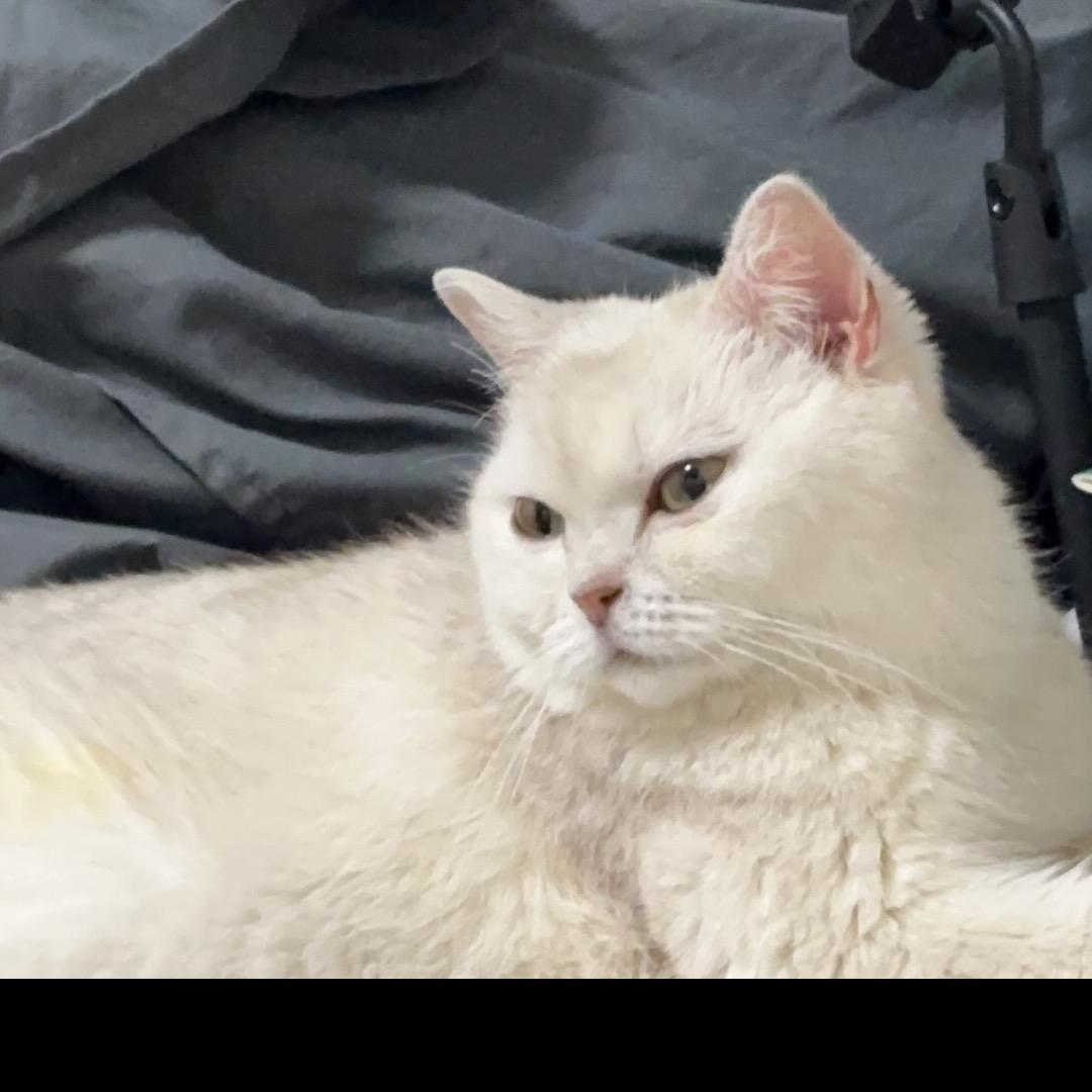 小白不爱吃冻干