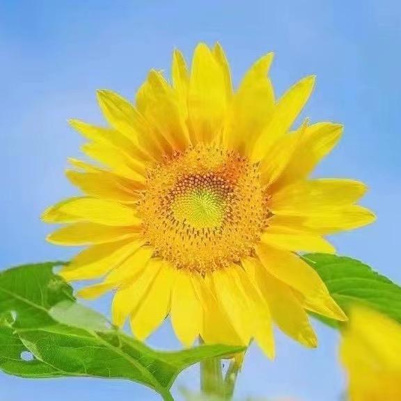 （小号直播）了