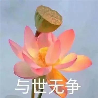 花开富贵纪录片