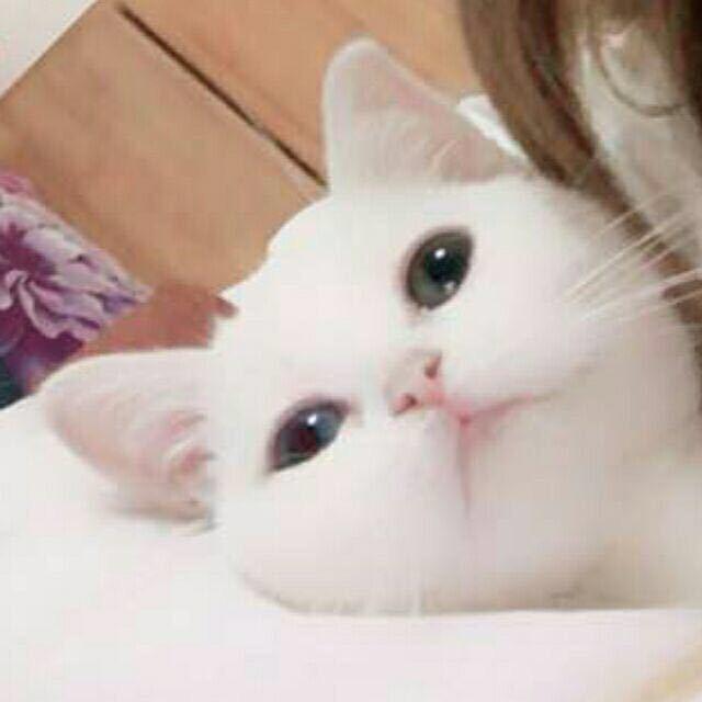 猫饼生产鸡