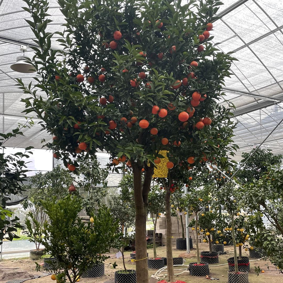 金林果树种植基地
