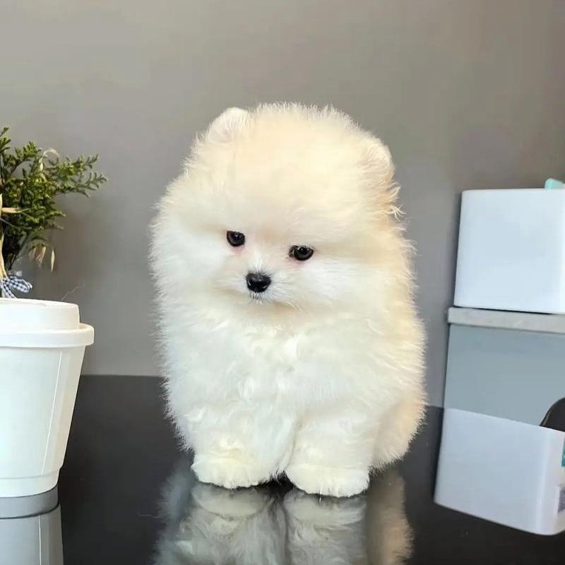 两只小可爱