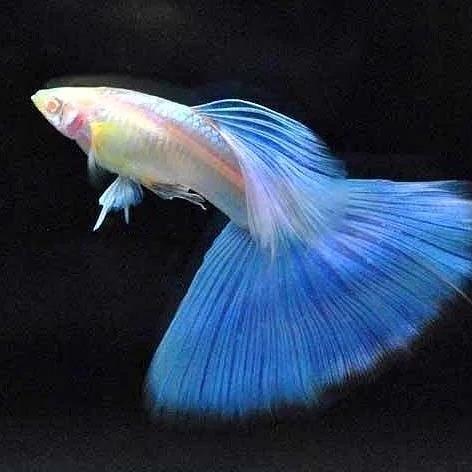 鱼姐精品孔雀鱼