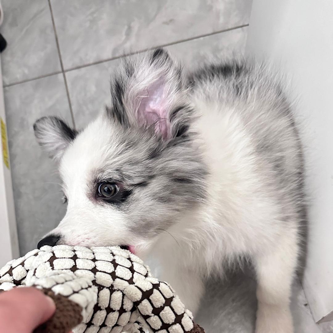 多米👅🐰