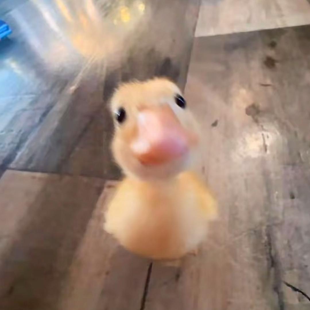 随风扬