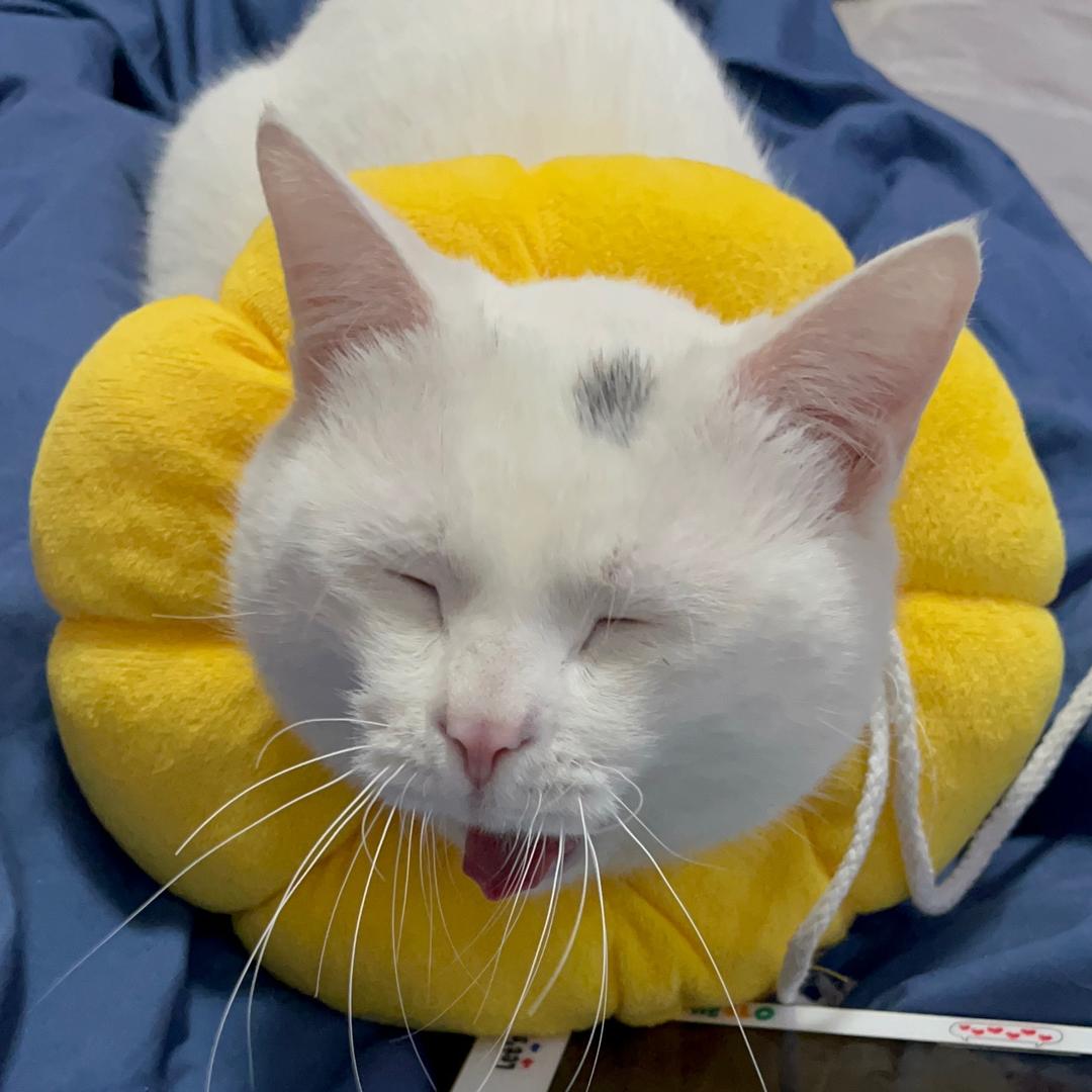 二十是只猫
