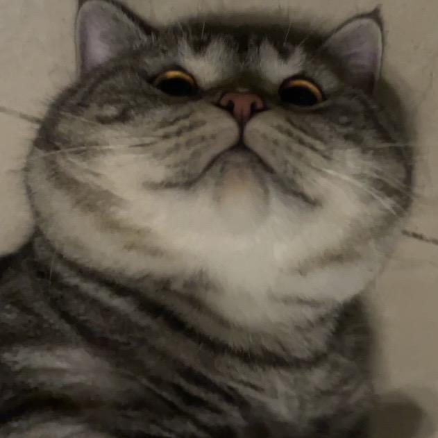 酸奶🐱
