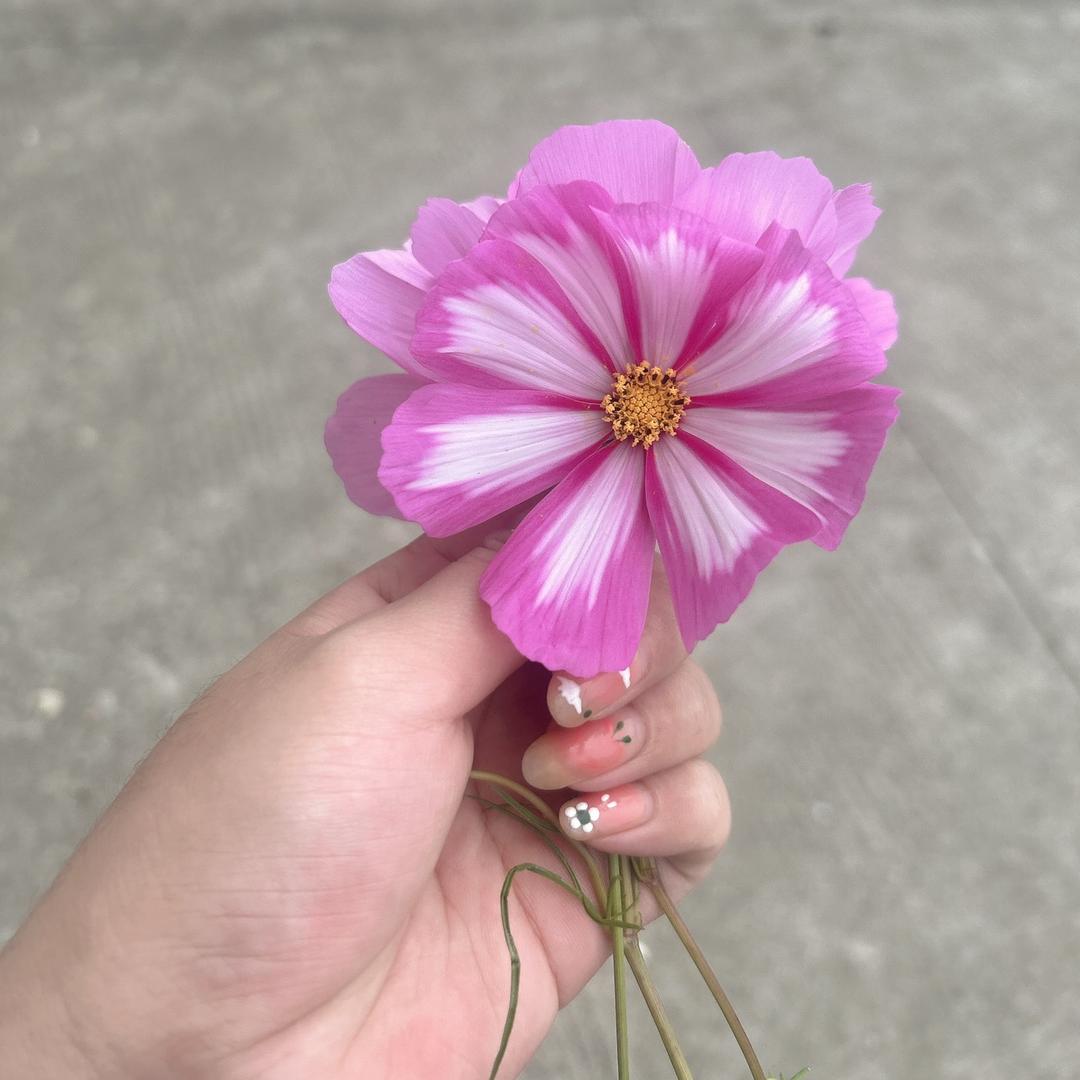 人间水蜜陶₍˄·͈༝·͈˄*₎◞ ̑̑