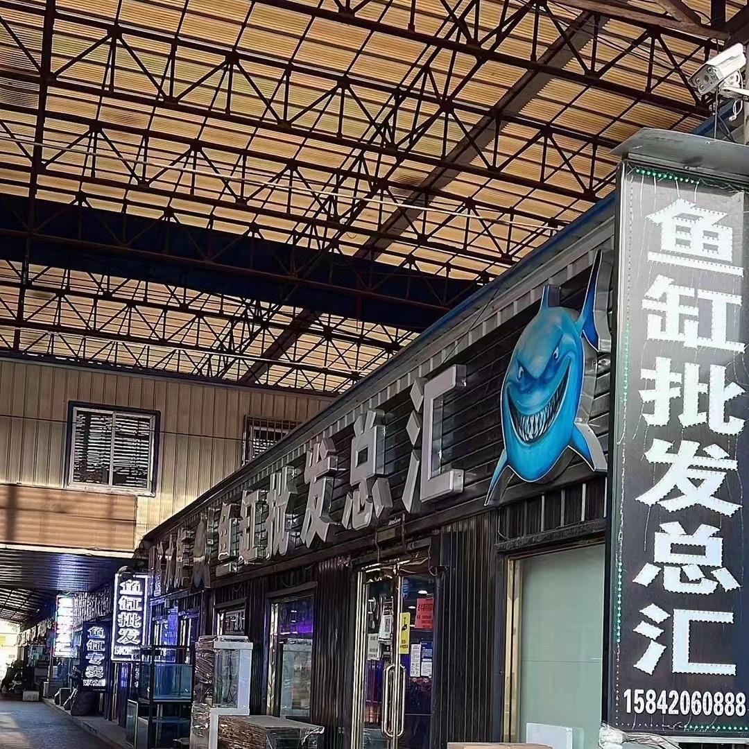 鱼缸大表姐