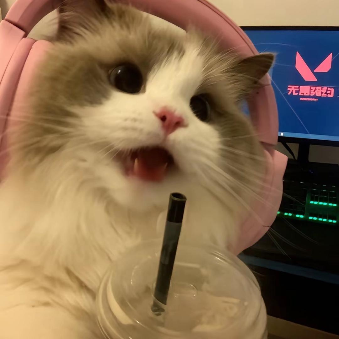 屁屁