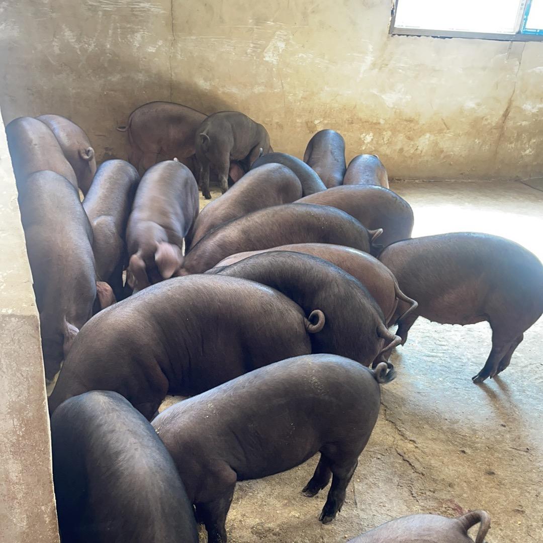 修水县沃谷纯粮熟食黑猪