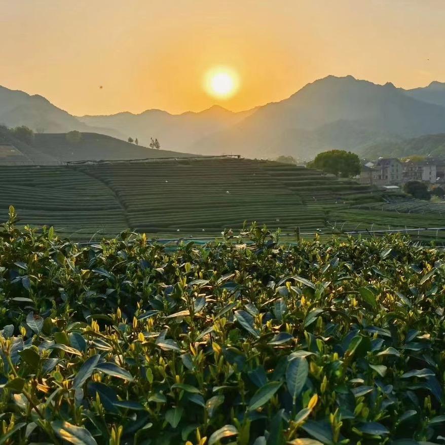 西湖龍井🍵
