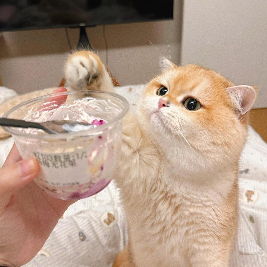 蛋黄zzz
