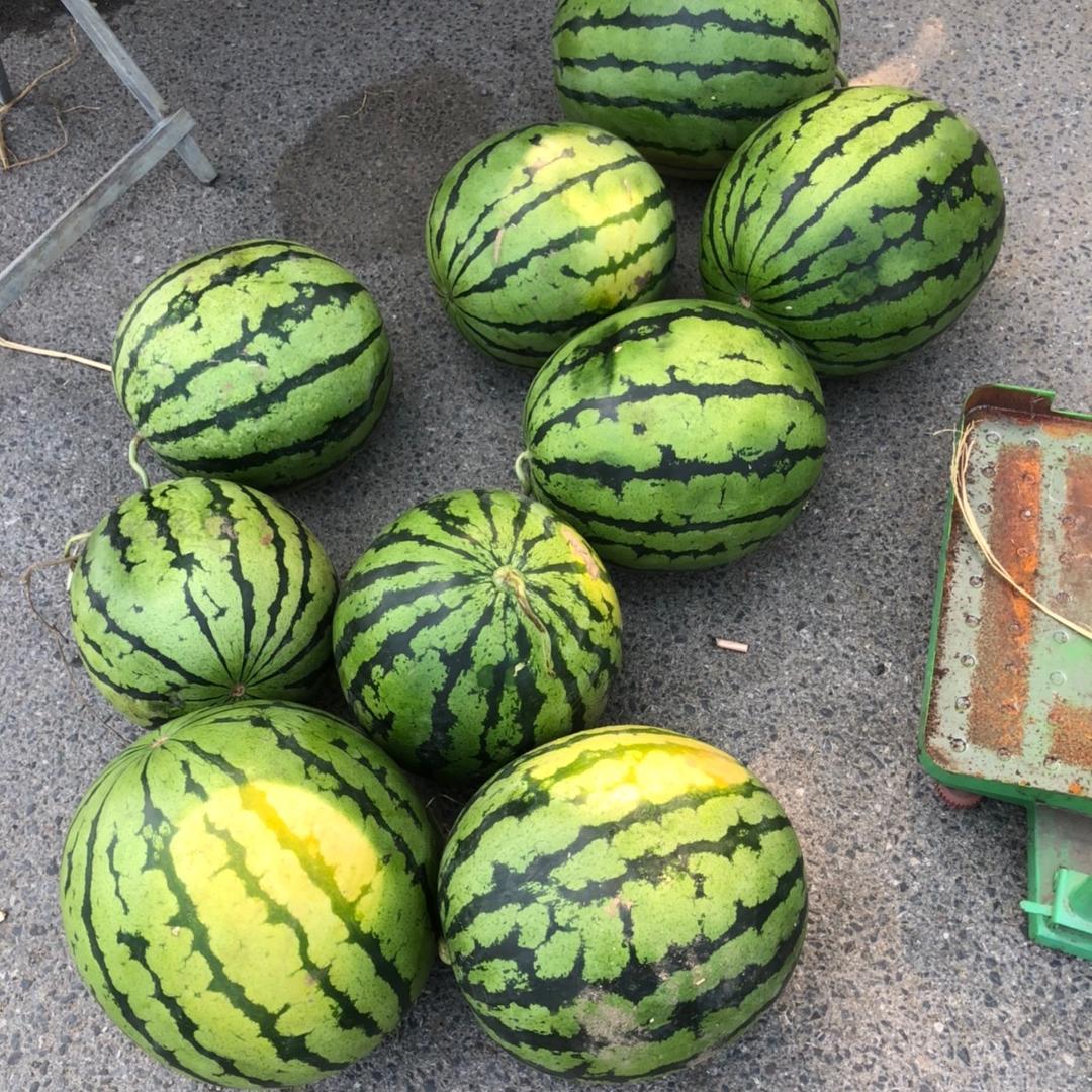 专业大西瓜植物营养素肥料