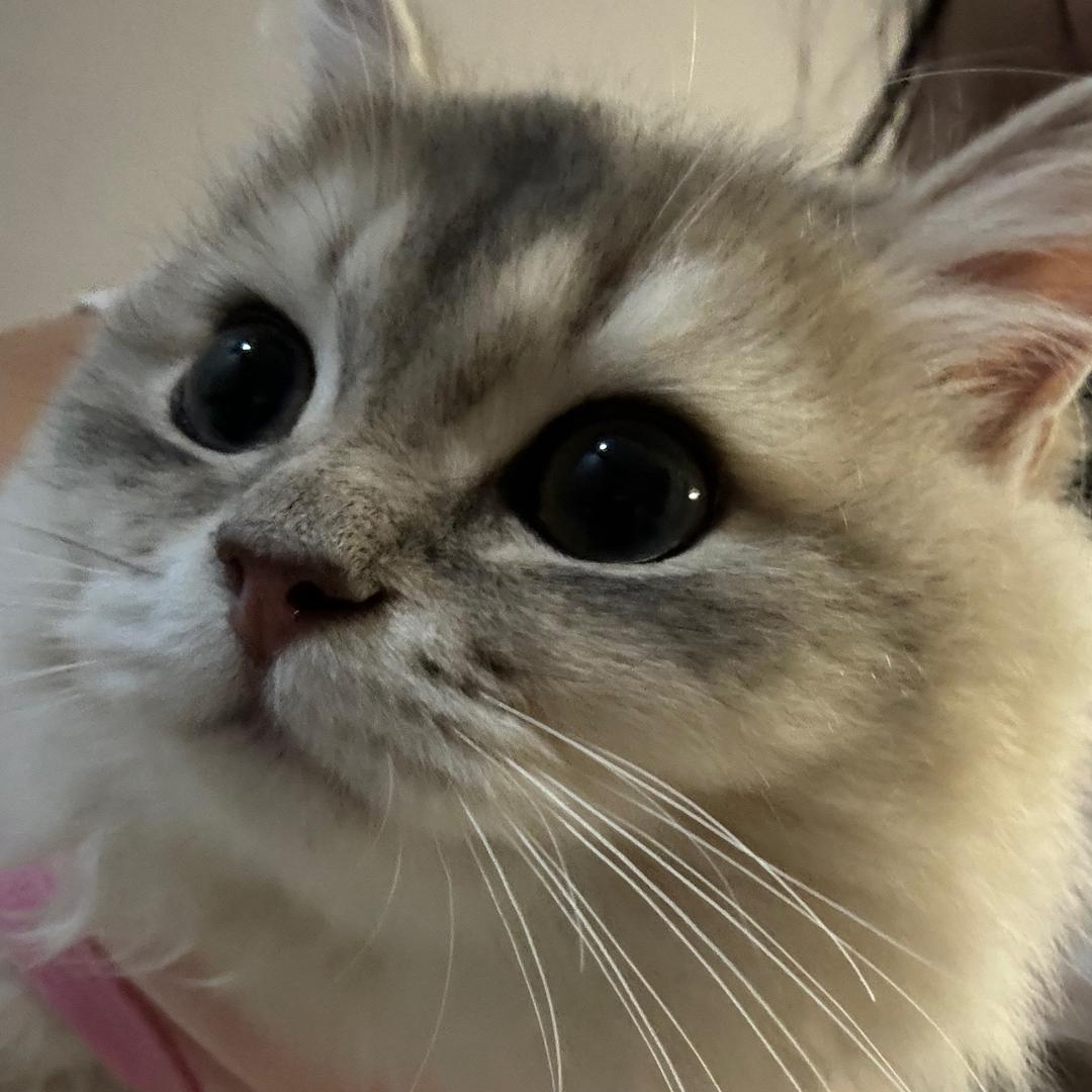 Joker洁洁呀🍃（见过老❄️四次版）