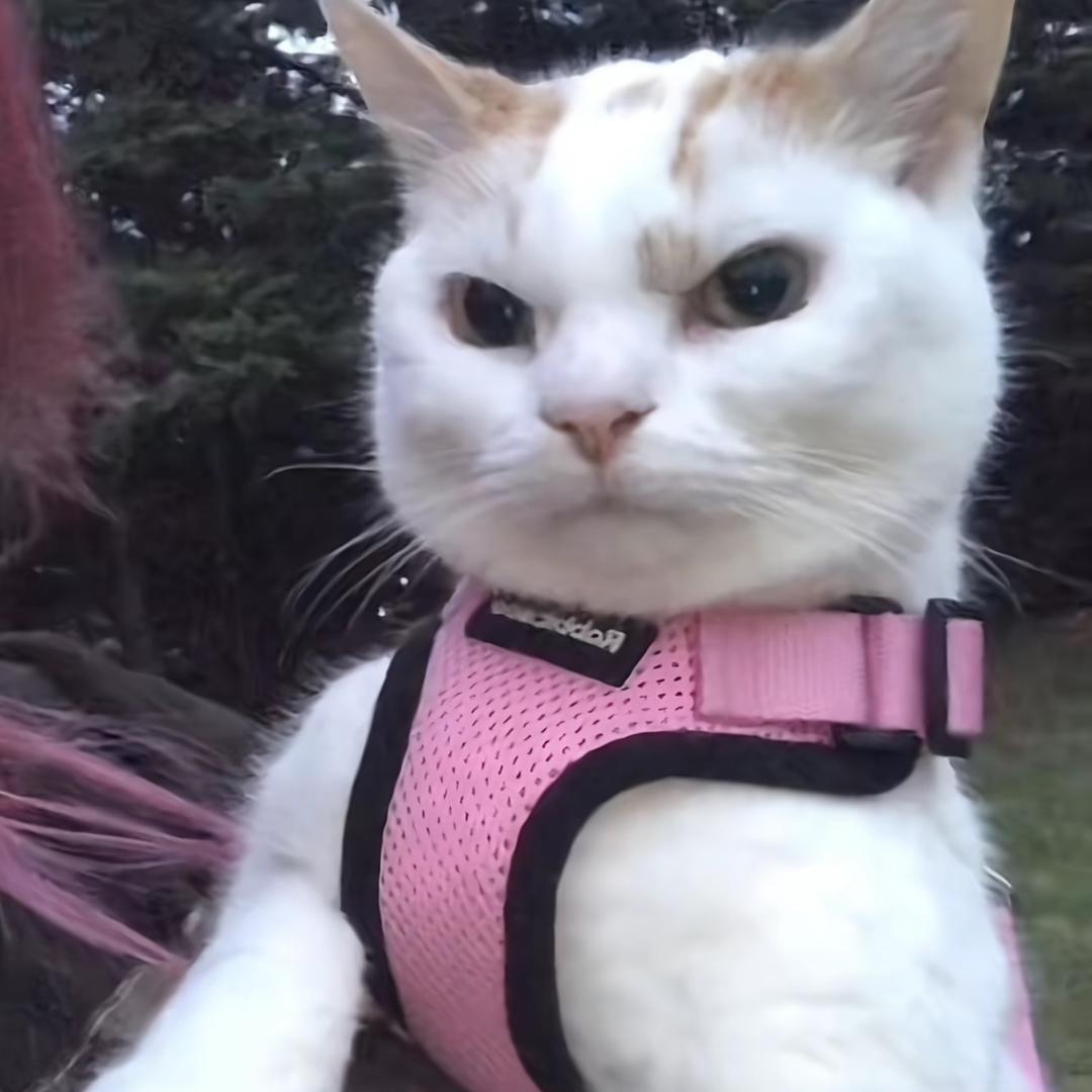 洞洞板与小灰狗