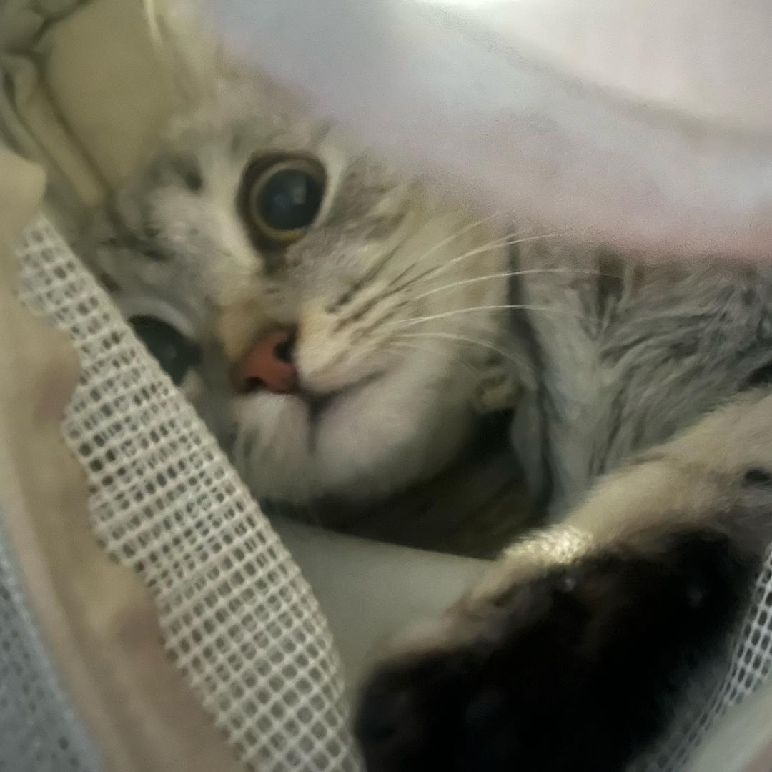 呃呃