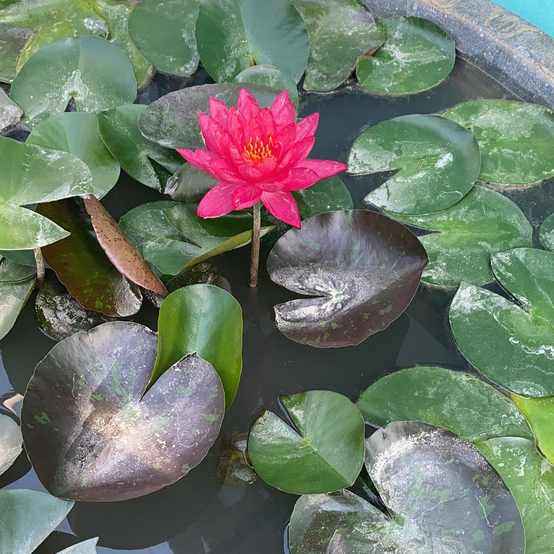 樱花🌸