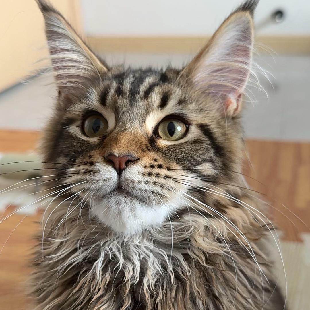 爱撒娇的liu小🐯