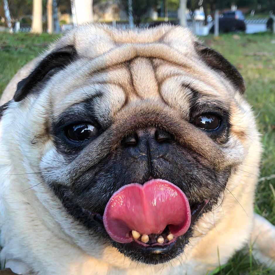 奔奔是条狗